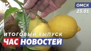 Вырастил лимонное дерево / Проблемы с квитанциями / Волонтёры. Новости Омска