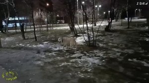 Купеческие угодья 2025