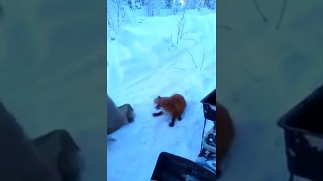 мультик на рыбалке лиса утащила мешок рыбы смотреть онлайн