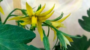 Рассада томатов в апреле.  Проблемы первой кисти