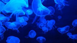 HOMILADORLIKDAN SAQLANISH USULLARI. KONTRASEPSIYA