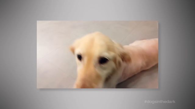 Chi Chi - Journey to Love смотреть онлайн