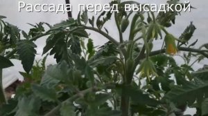 Подкормки рассады томатов, перцев фертигацией . Уточняем.