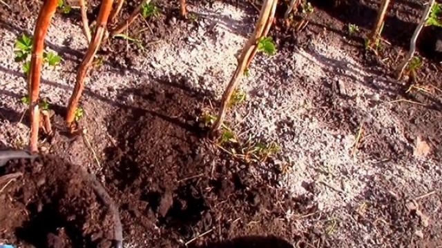 Подкормка малины весной