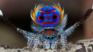 10 Terrifying Facts About Spiders - Animal Kingdom