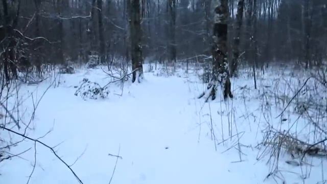Зима в лесу, снежный лес