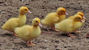 Когда утята начинают оперяться