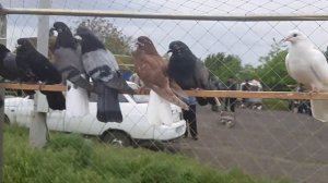 Продаю молодёжь этого года. Со своими голубями на ярмарке в Шахтах. Николаевские голуби.