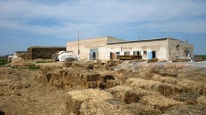 Как выращивать вешенку в мешках и начать грибной бизнес