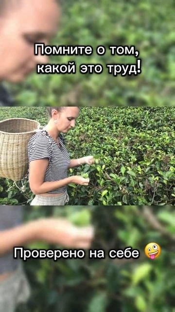 Сбор чая. Проверено на себе  #чай #cheftea #shorts #индийскийчай #индия #черныйчай