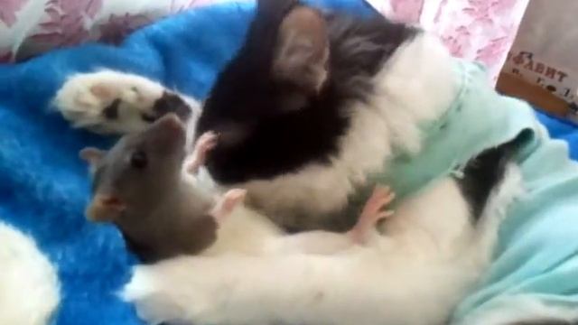 мыли - мыли трубочиста! смотреть онлайн