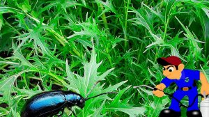 Полезная мизуна японская и её соседи: хорошие и не очень. Кому повезёт?