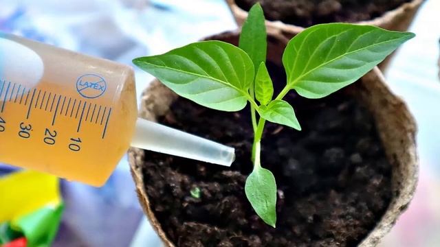 Чем подкормить рассаду перцев в домашних условиях смотреть онлайн