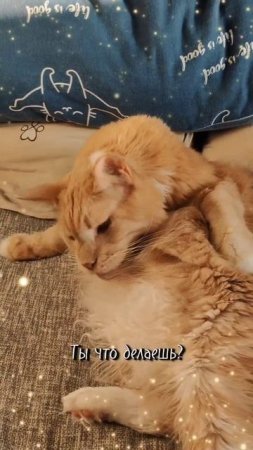 Кот и компьютер - битва за внимание #мейкун #cat #мейнкун #котик #кот #кошки #мяу #коты #юмор