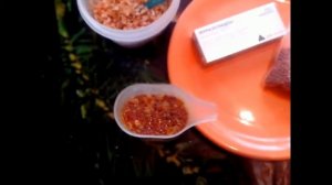 Лечение рыбок фуразолидоном!