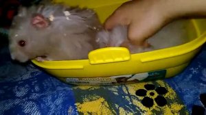 Мне купили хомяка Ура Мне купили