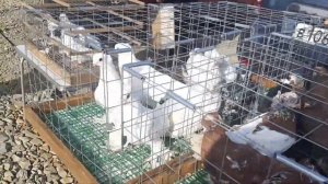 Гости и их голуби из Таганрога, Кропоткина, Красного Сулина, Красного Кута на ярмарке в Аксае.