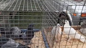 Выставка - ярмарка в ст. Ленинградская. Голуби. Часть 2.  Exhibition - fair in st.  Leningradskaya.