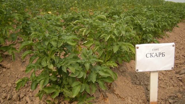 Картофель сорта Скарб