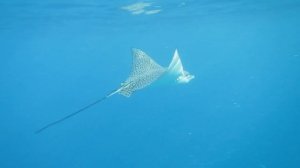 Скат Орляк. Красное море. Шарм-эш-Шейх. Шаркс-Бей. 2024