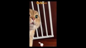 забавные котики -Gorillaz (Eastwood)