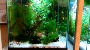 аквариум 30 литров 2штуки+ контейнер 30литров!!!😃