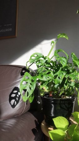 Мой уютный уголок с растениями #plants #комнатныерастения