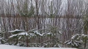 Январь на берегу Вятки.