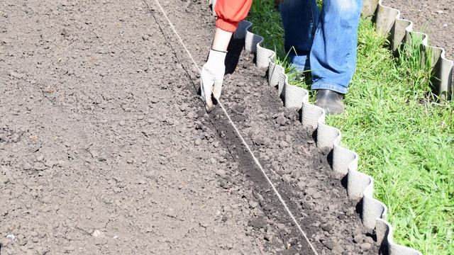 Сколько всходит морковь