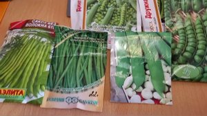 Посев кукурузы, фасоли и зелёного горошка без земли на рассаду.