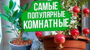 ОЧЕНЬ ПОПУЛЯРНЫЕ комнатные плодовые растения. Как вырастить гранат и лавр?