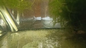 Первый опыт размножения и выращивания гурами мраморных