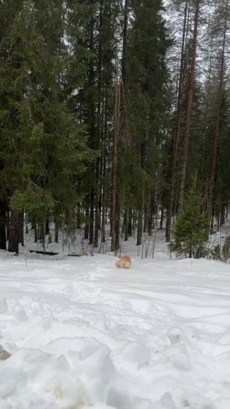 Снежные будни золотистого ретривера по имени Лея 🐶❄️