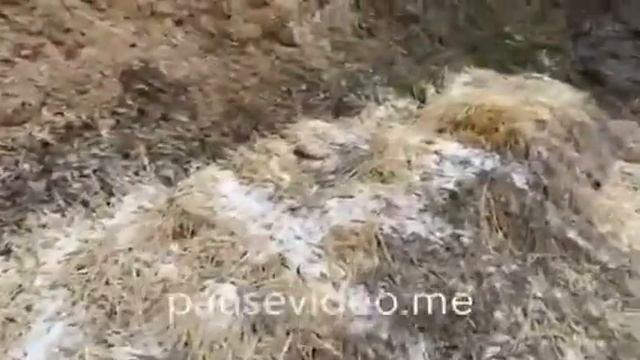 Фундук. Плантация Харьков. Такая зимовка- залог успеха! смотреть онлайн