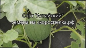 "Алтайский" скороспелый арбуз Ярко розовый Вызревает в Сибири под открытым небом. Народная селекция.