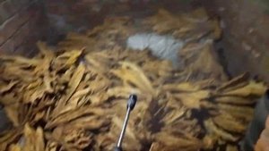 ПРИНУДИТЕЛЬНОЕ ОТВОЛАЖИВАНИЕ ТАБАКА