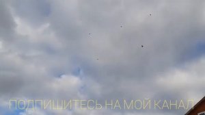 НИКОЛАЕВСКИЕ ГОЛУБИ. ПРОБУЕМ ГОНЯТЬ ПОСЛЕ ДОЛГОЙ НЕПОГОДЫ.