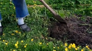 Вскапывание лопатой