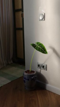 До/После за 2 месяца! Алоказия Мишольца #растения#plants #комнатныерастения