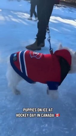 Bring Your Dog To Work Day