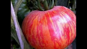 ЦВЕТНЫЕ ПОМИДОРЫ