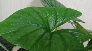 Дела цветочные🌿☀️❤️Алоказии на полугидропонику👍