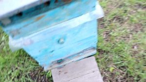 Пчеловодство. Гибель пчёл. Китайские полоски от клеща.