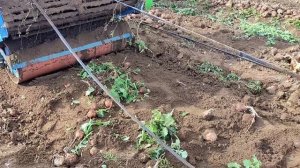 РАБОТА НА ПОЛЕ СОБИРАЕМ ЛУК