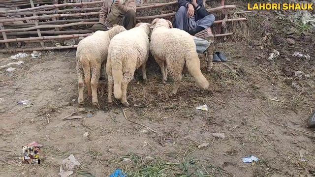 2024 qurbani Ka mall | makhi china Bakre | desi Bakre | chaki dumbe | kitne ka liya | Lahore Mandi смотреть онлайн