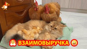 Курица отдала цыплят Кошке и немного погуляла с подругой ❣️🥰🤗