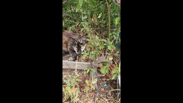 Наши питомцы у бабушки в деревне. смотреть онлайн