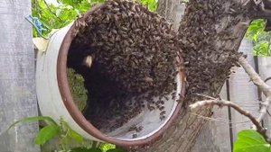 2 Рой пчел в плохую погоду (среднерусские пчелы)