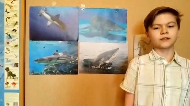 Акулы. Рассказывает Роман Чехов смотреть онлайн