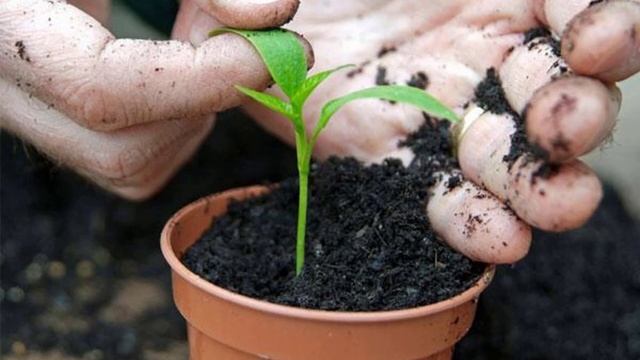 Когда и как правильно пикировать рассаду перцев смотреть онлайн